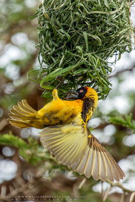 black-headed weaver, tisserin à tête noire, tejedor cabecinegro, birds of Kenya, birds of africa, ornithology, Nicolas Urlacher, wildlife of Kenya