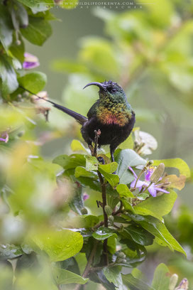 bronze sunbird, souimanga bronzé, suimanga bronceado, nicolas urlacher, wildlife of kenya, birds of kenya, birds of africa