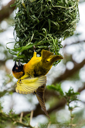 black-headed weaver, tisserin à tête noire, tejedor cabecinegro, birds of Kenya, birds of africa, ornithology, Nicolas Urlacher, wildlife of Kenya