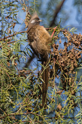 speckled mousebird, coliou rayé, pajaro raton comun, Nicolas Urlacher, wildlife of Kenya, birds of Kenya