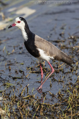 long-toed plover, long(toed lapwing, vanneau a ailes blanches, vanneau a face blanche, avefria palustre, Nicolas Urlacher, wildlife of kenya, birds of kenya, birds of africa