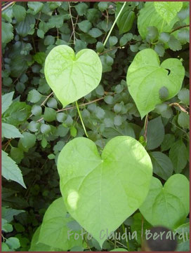 Blätter in Herzform aus dem Garten von AMARELLA Räucherwerk