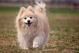 Un chien de race spitz nain beige coure dans l'herbe par coach canin 16 éducateur canin