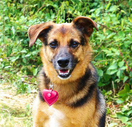 Der beste Hundefreund von Cordula Wichboldt.  