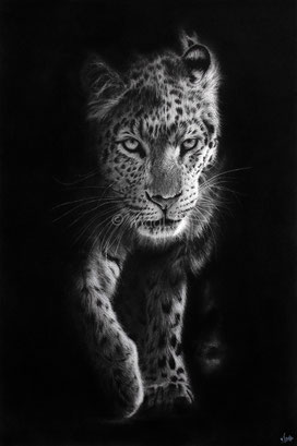 leopard into the light drawing by french pencil artist Magali Lapeyre-Mirande léopard dans la lumière dessin artiste dessinatrice