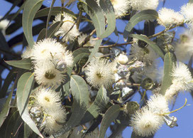 ユーカリグローブルスEucalyptus globulusの植物写真