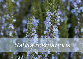 ローズマリーRosmarinus officinalisの植物写真