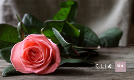 CLI, fleurs artificielles BtoB