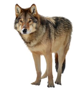 Image animaux detourée transparent sur fond blanc loup gris png