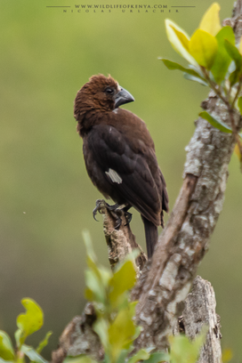 thick-billed weaver, Amblyospiza albifrons, grosbeak weaver, Amblyospize à front blanc, tejedor picogordo, birds of kenya, wildlife of kenya