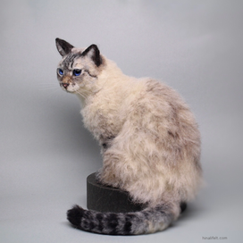 羊毛　シャム猫　needlefelt  siamese cat