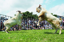 勢いよく角をぶつけ合う闘ヤギ=4月30日、中央運動公園