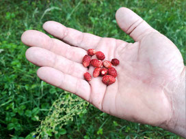 A dozen Latvian wild strawberries held in palm of a man's hand