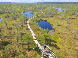 Ķemeri Bog and duckboard walking trail seen from observation tower