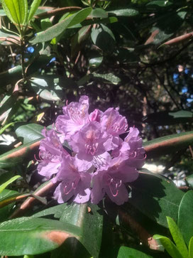 Pink rhododendron flower in Babīte, Latvia