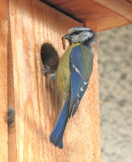 Unser Vogelwelt ist nicht nur wunderschön anzusehen - und meist auch anzuhören, - sie hilft Haus- und Kleingärtnern kostenlos, "Mitesser" an Obst, Gemüsen und Zierpflanzen im Zaum zu halten.  Foto: oeg/Gartenstadt