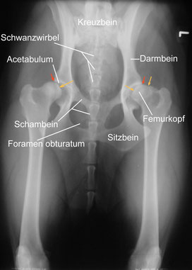 Quelle: „Hueftgelenksdysplasie Hund legende“. Lizenziert unter CC BY-SA 3.0 über Wikimedia Commons - https://commons.wikimedia.org/wiki/File:Hueftgelenksdysplasie_Hund_legende.jpg#/media/File:Hueftgelenksdysplasie_Hund_legende.jpg