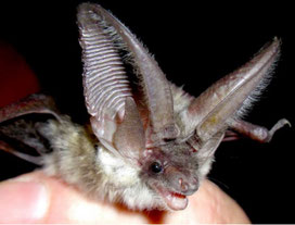 Graues Langohr Foto: Holger Körber