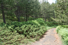 Adrano, parco dell'etna, pineta