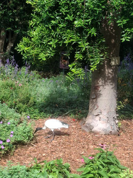 Ibis searching for food amidst greenery in Sydney Botanical Gardens