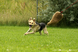 Hunde müssen jagen