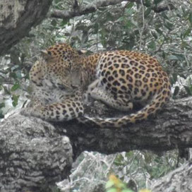 Neckermann Sri lanka Rundreise Naturerlebnisse im Süden Sri Lankas bei Reiselotsen buchen