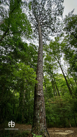 There are stunning giants reaching high throughout the 200+ acre preserve