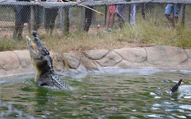 Krokodilfütterung im Billabong Sanctuary