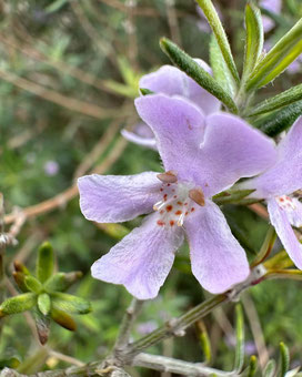 Ejemplar de Westringia fruticosa.