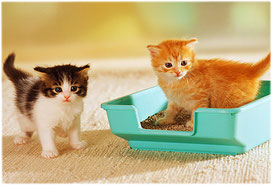 Litter Box 101: Preventing and solving litter box problems for maine coon cats