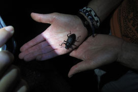 Especie nocturna de Yasuní
