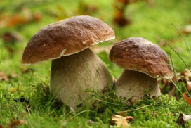 gite à vassivière pour cueillir des champignons