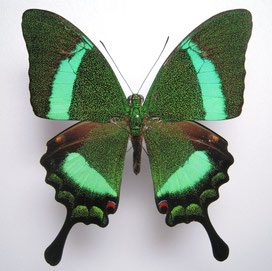 Papilio palinurus オビクジャクアゲハの標本写真