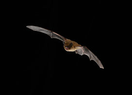 Weißrandfledermaus, Foto: C. Dietz