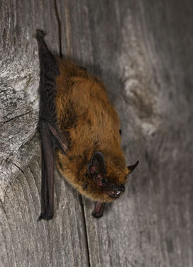 Weißrandfledermaus, Foto: C. Dietz