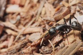 Les fourmis charpentières