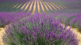 Lavendel, Mücken, Mücke, Mückenstiche, Stechmücken, Läuse, Insekten