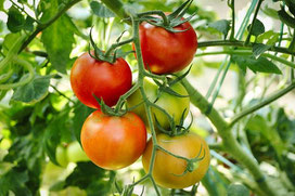 Tomaten, Mücken, Mücke, Mückenstiche, Stechmücken, Käfer, Kakerlaken, Moskitos, Ameisen, Flöhe Insekten