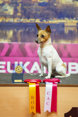 11.06.2016 Международная выставка собак FCI-CACIB "Latvian Winner 2016", Рига, Латвия Той-фокстерьер FANSY STONES VESNUSHKA, класс: чемпионский эксперт Julija Aidietiene (Литва) Результаты: CAC, BOB, Чемпион Латвии, Latvian Winner 2016