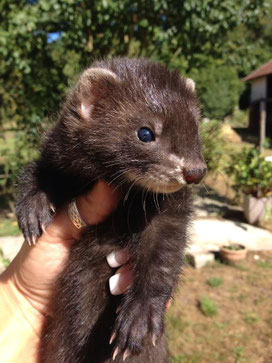 Adoptée.