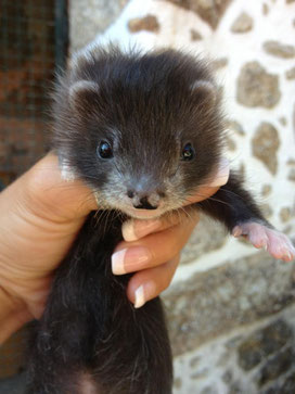 Adoptée par Amour de furet.