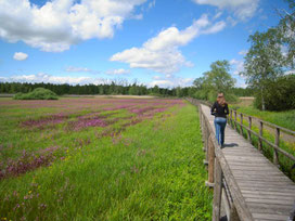 Feuchtwiesenblüte am Federsee