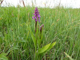 Orchidee im Federseemoor