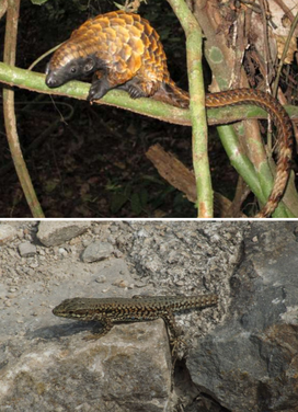 Pangolin à longue queue ; source : U.S. Fish and Wildlife Service Headquarters & Lezard des murailles ; source : Christophe Finot