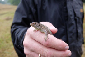 Eidechse in der Hand