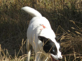 Das war unsere Border collie -Mix Hündin mit einem blauen und braunem Auge