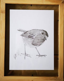 4. Robin...Pencel drawing 1 Potlood tekening ingelijst tussen twee glasplaten. ntk