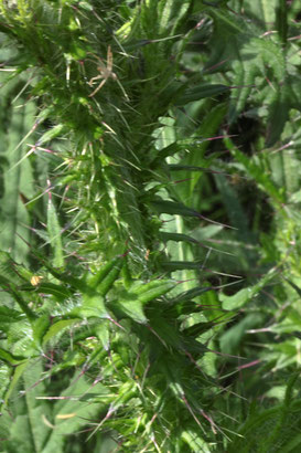 Stengel der Sumpf-Kratzdistel - Cirsium palustris (G. Franke, 02.06.2018)