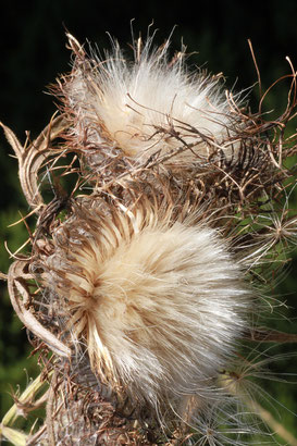 Samenstand der Wollkopf-Kratzdistel bei Kaltenbronn (G. Franke)