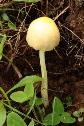 Gold-Mistpilz - Bolbitus titubans, auf einem Wiesenweg (G. Franke, 11.10.2017)